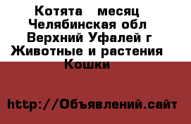 Котята 1 месяц - Челябинская обл., Верхний Уфалей г. Животные и растения » Кошки   